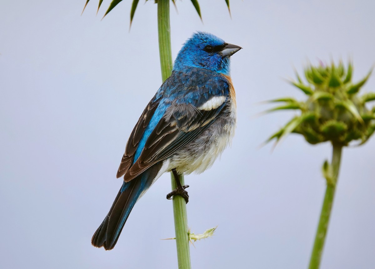 Lazuli Bunting - ML591008281