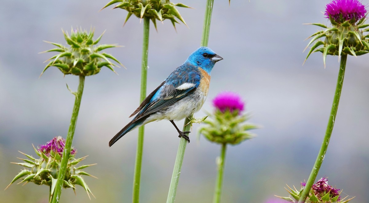 Lazuli Bunting - ML591008301