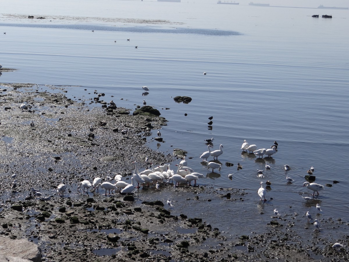 Coscoroba Swan - ML591008331