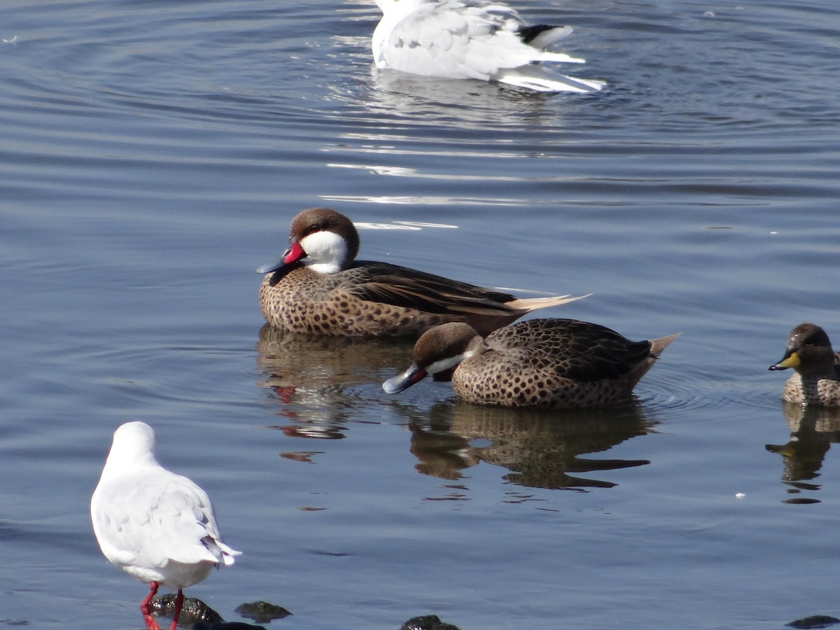 White-cheeked Pintail - ML591008381