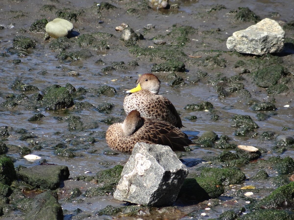 Yellow-billed Pintail - ML591008441