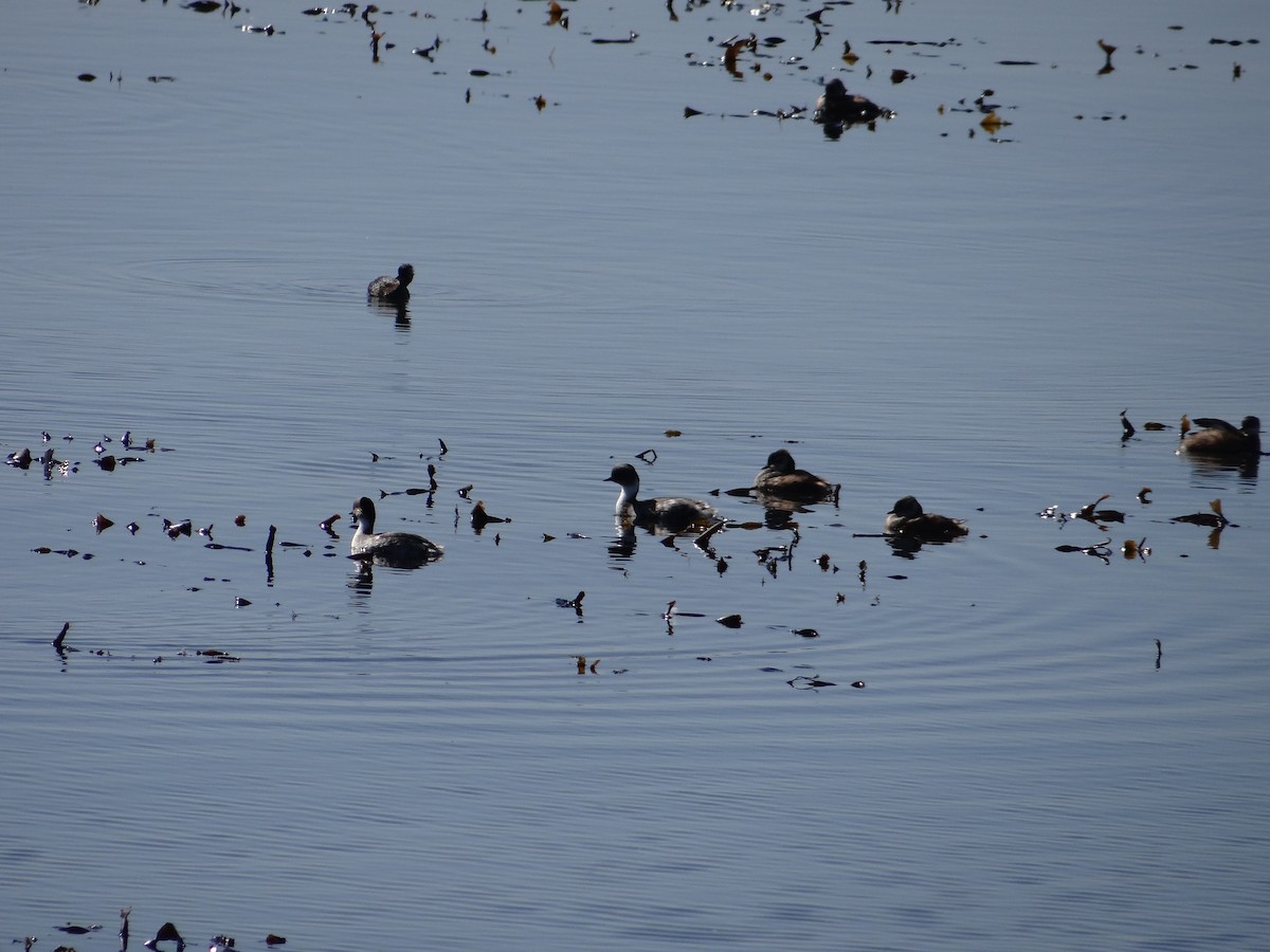 Silvery Grebe - ML591008581