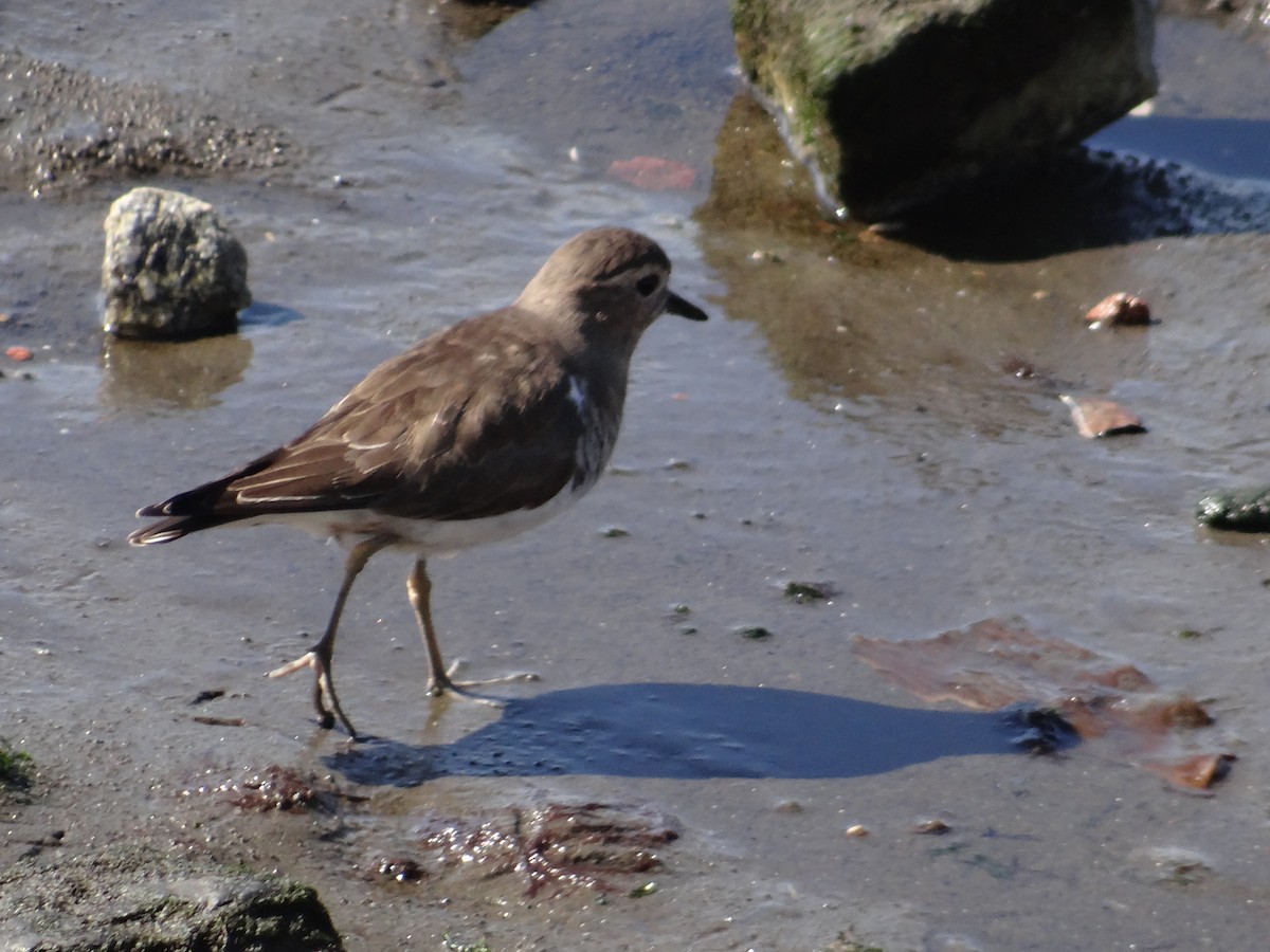 Rufous-chested Dotterel - ML591008761