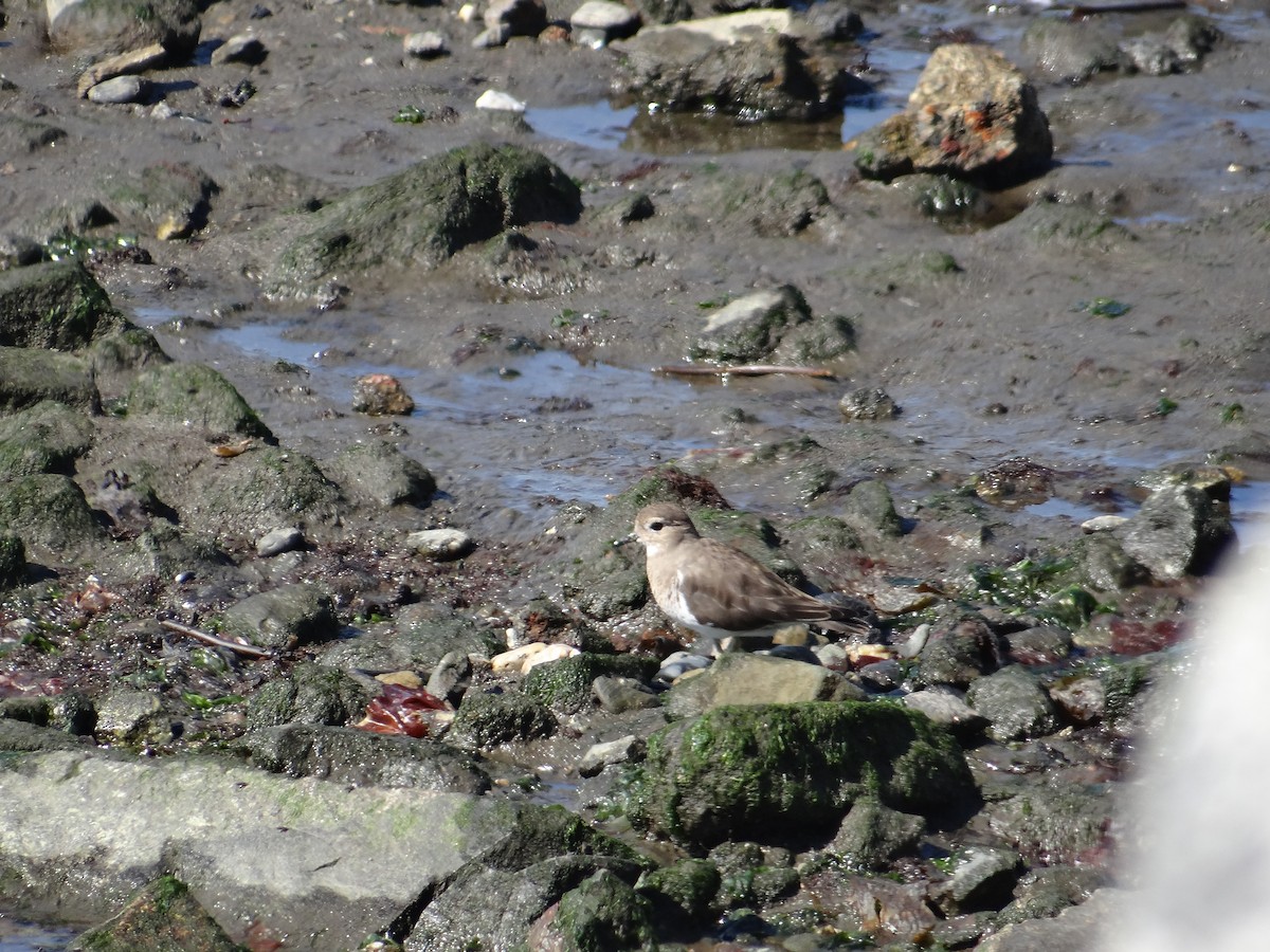 Rufous-chested Dotterel - ML591008781