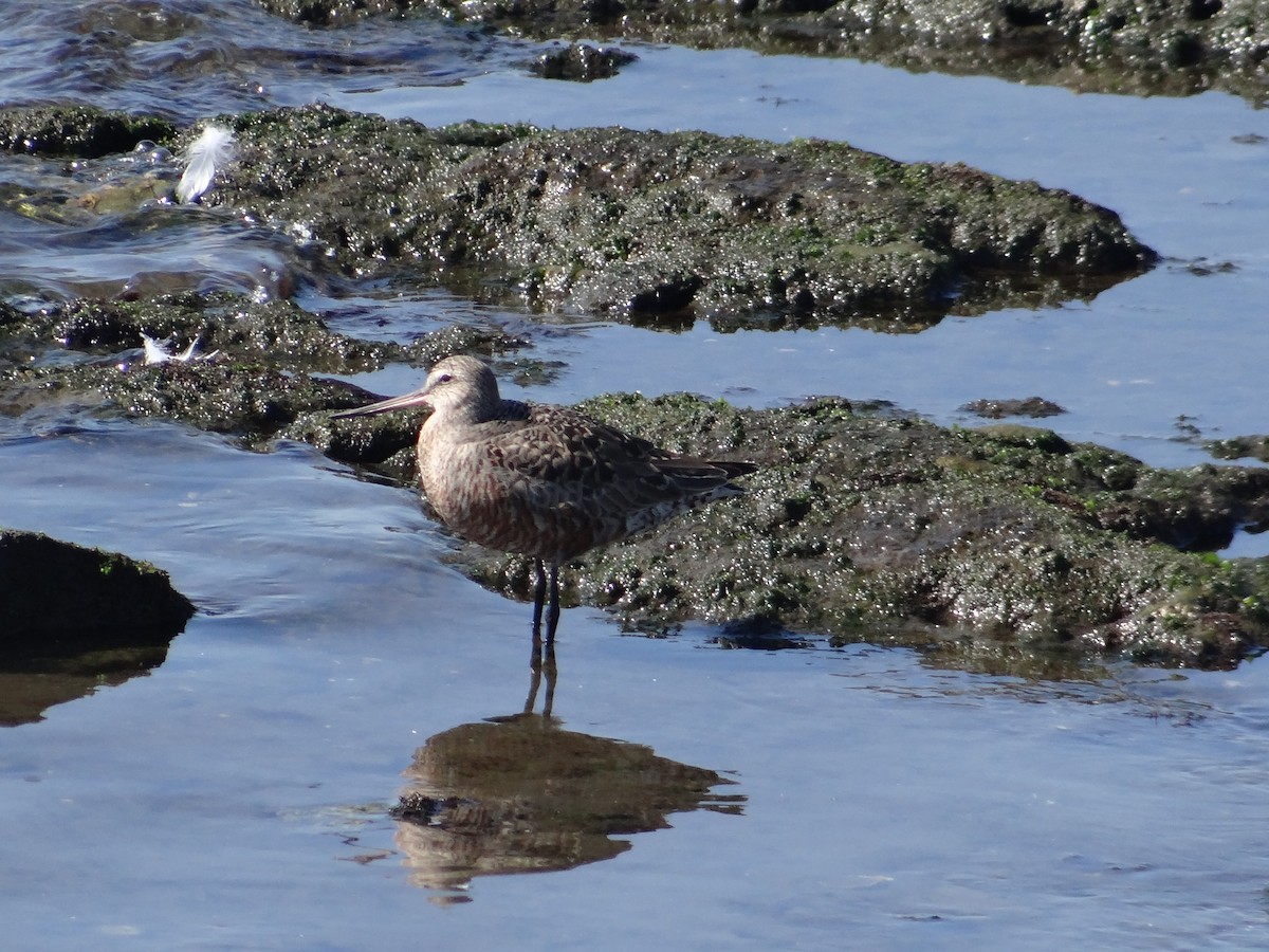 Hudsonian Whimbrel - ML591008821