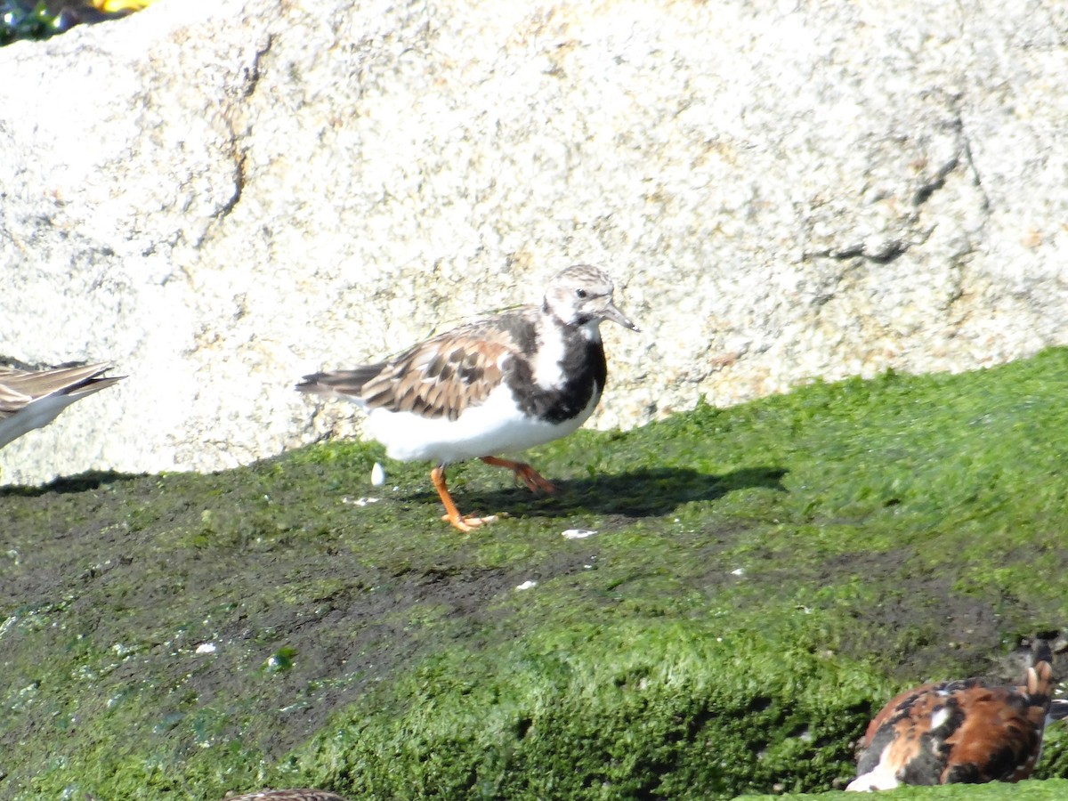 Ruddy Turnstone - ML591008851