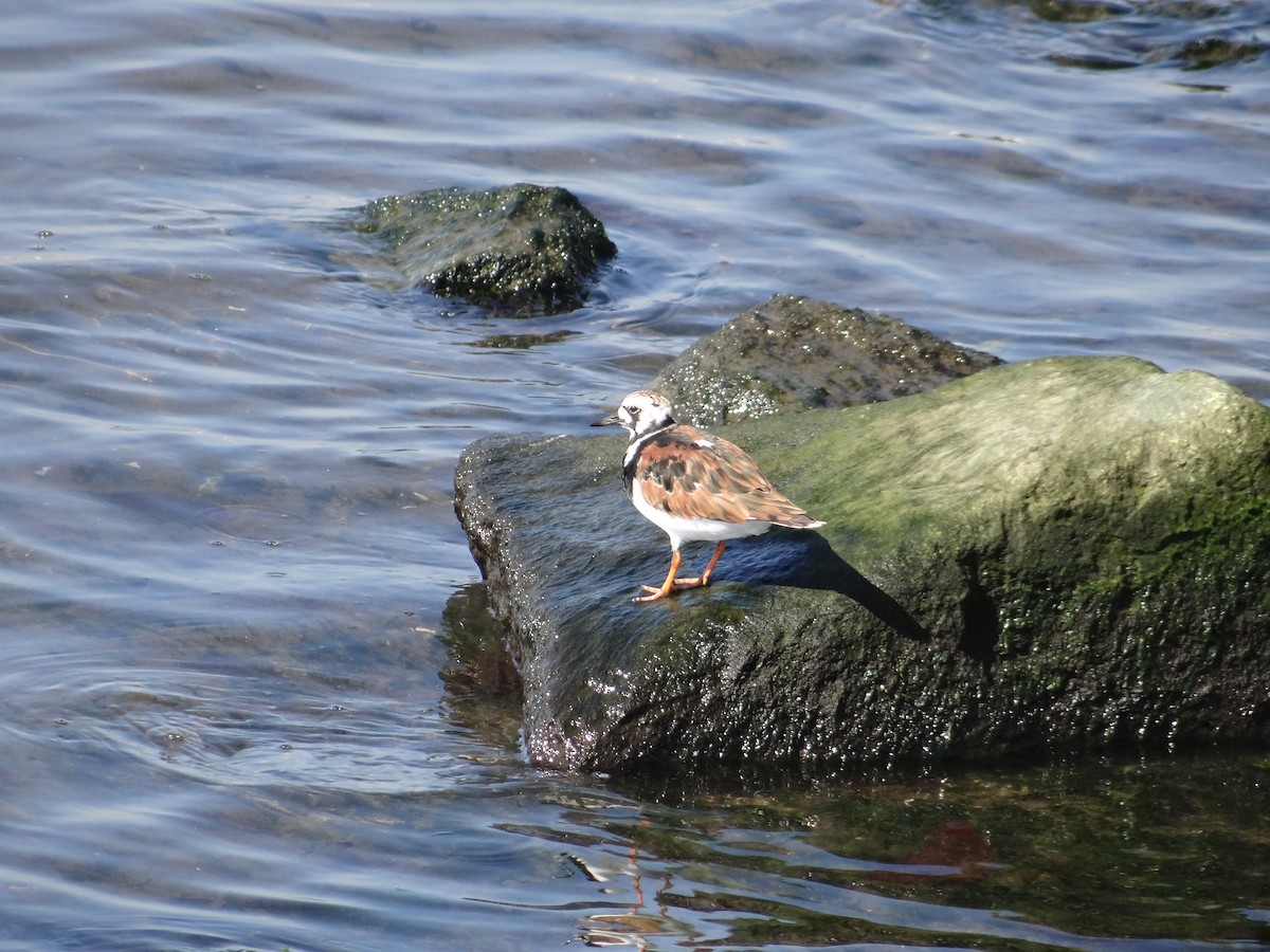 Ruddy Turnstone - ML591008871