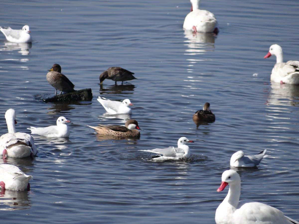 Brown-hooded Gull - ML591008961