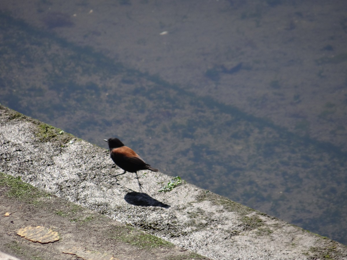 Austral Negrito - ML591009071