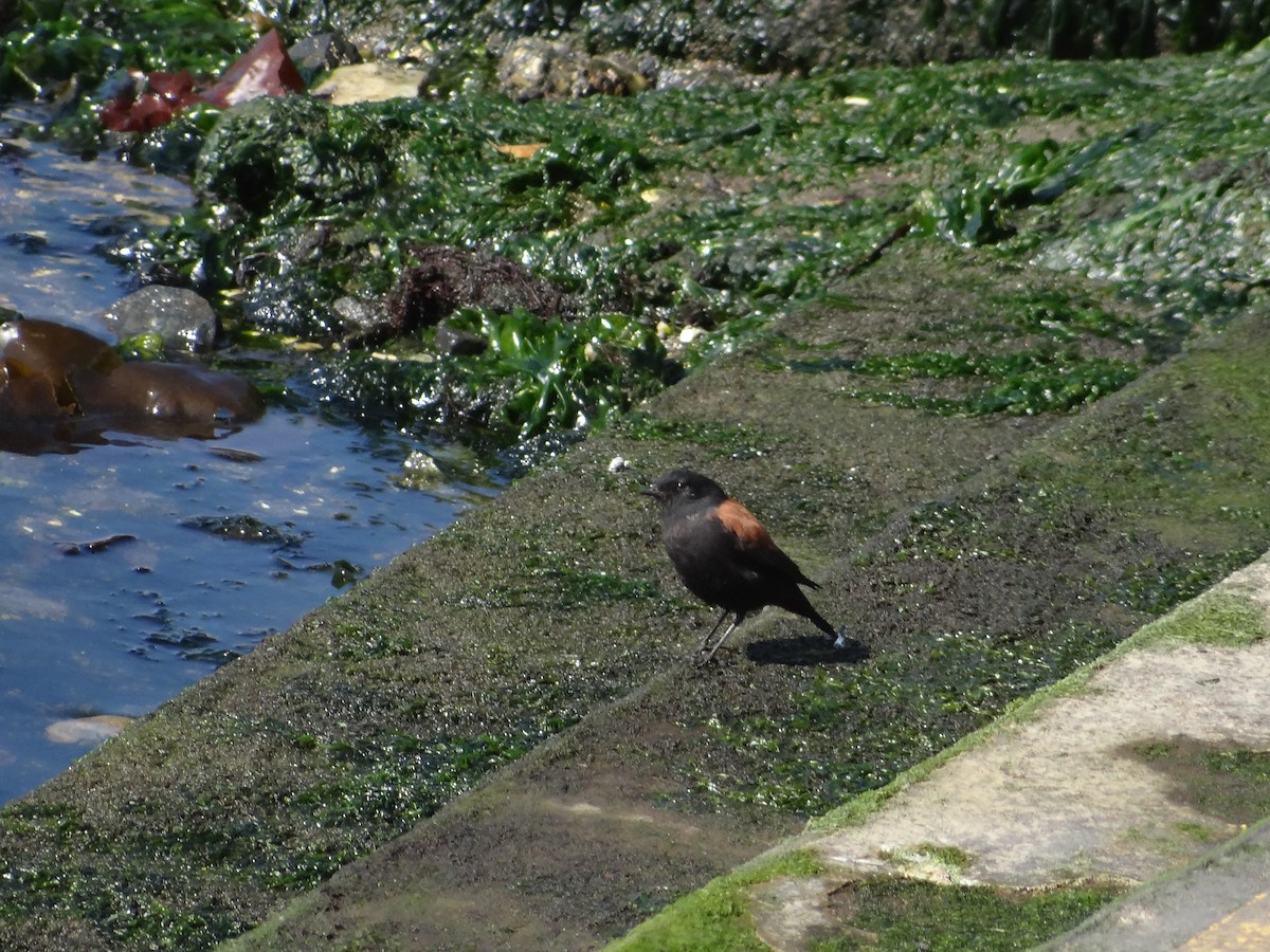 Austral Negrito - Mara Figueroa