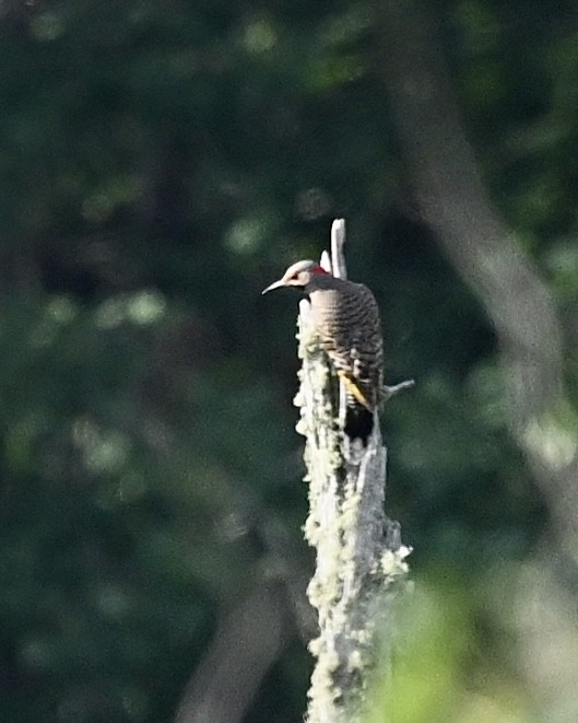 Northern Flicker - ML591009541