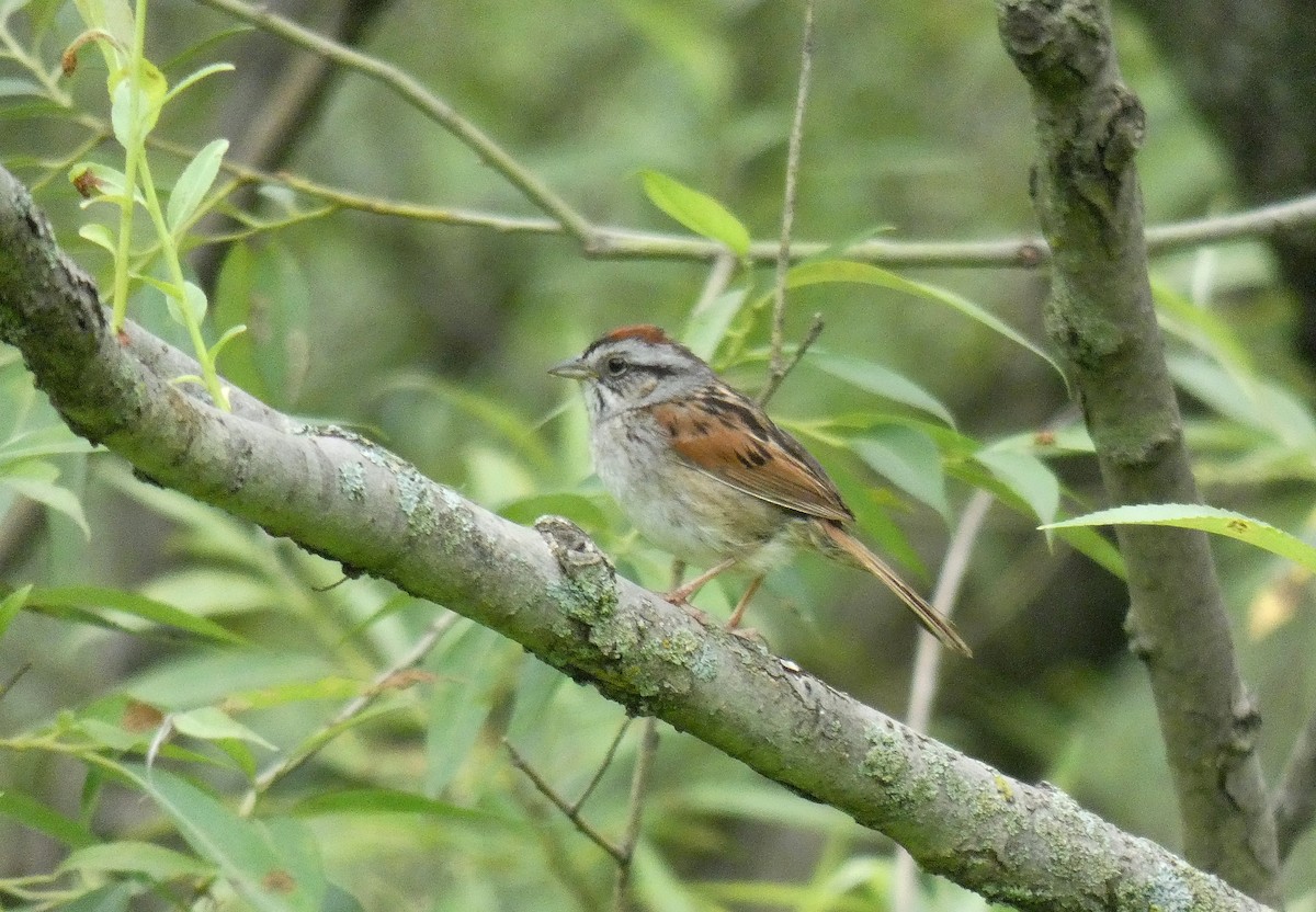 Swamp Sparrow - ML591010081