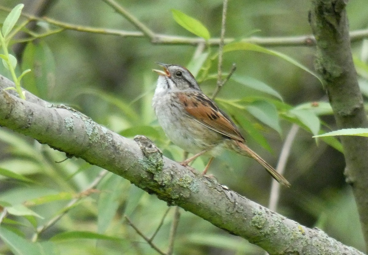 Swamp Sparrow - ML591010151