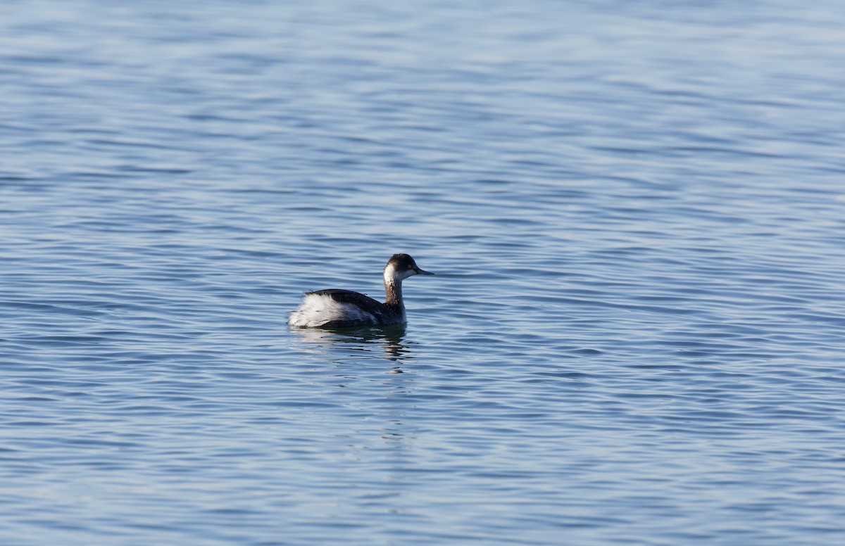 Eared Grebe - ML591010181