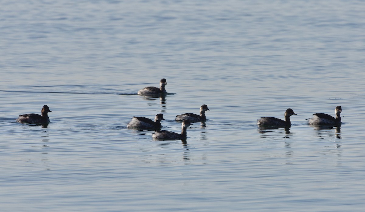 Eared Grebe - ML591010191