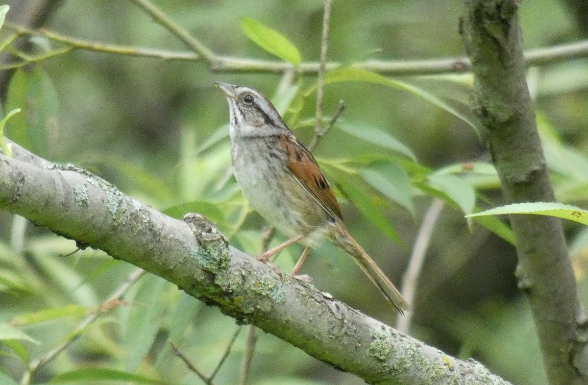 Swamp Sparrow - ML591010241