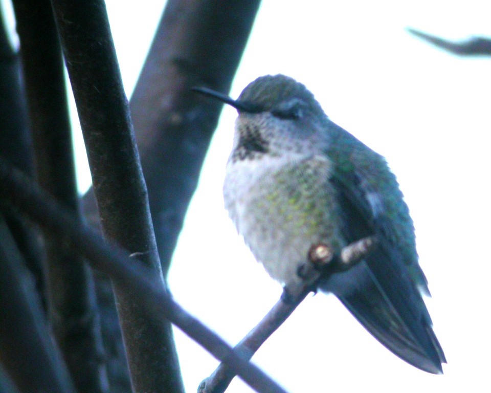 Anna's Hummingbird - ML59101071