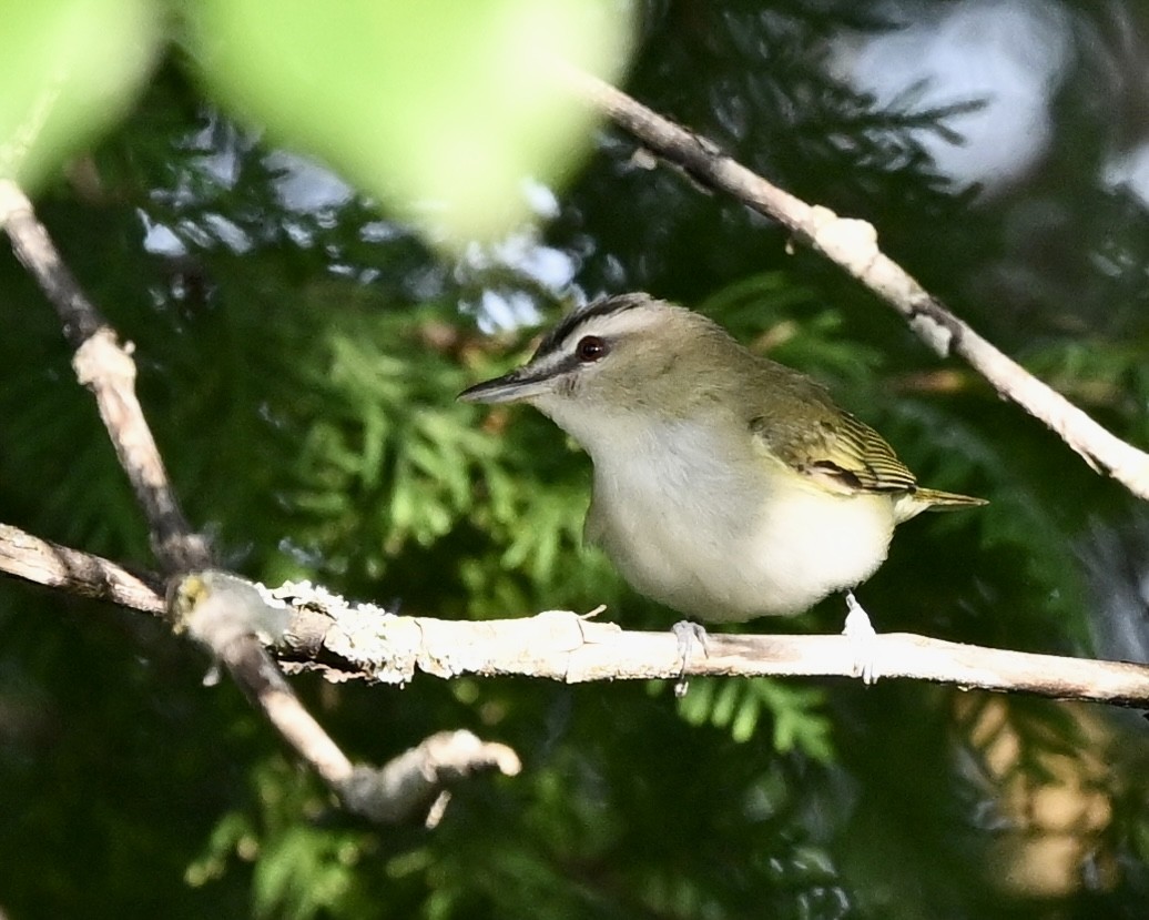 Vireo Ojirrojo - ML591010911