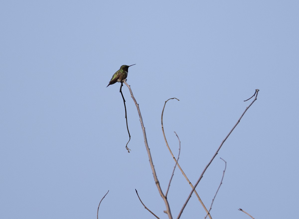 Yakut Boğazlı Kolibri - ML591011261