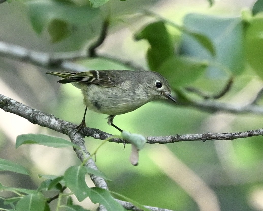 Ruby-crowned Kinglet - ML591011321