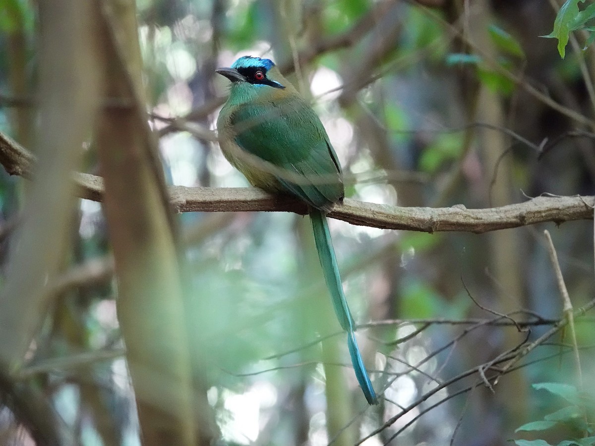 Amazonasmotmot - ML591011381