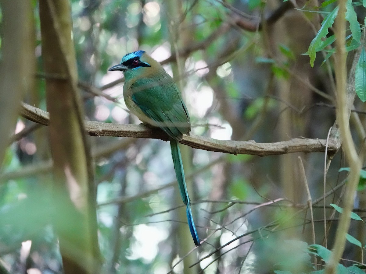 Amazonasmotmot - ML591011411