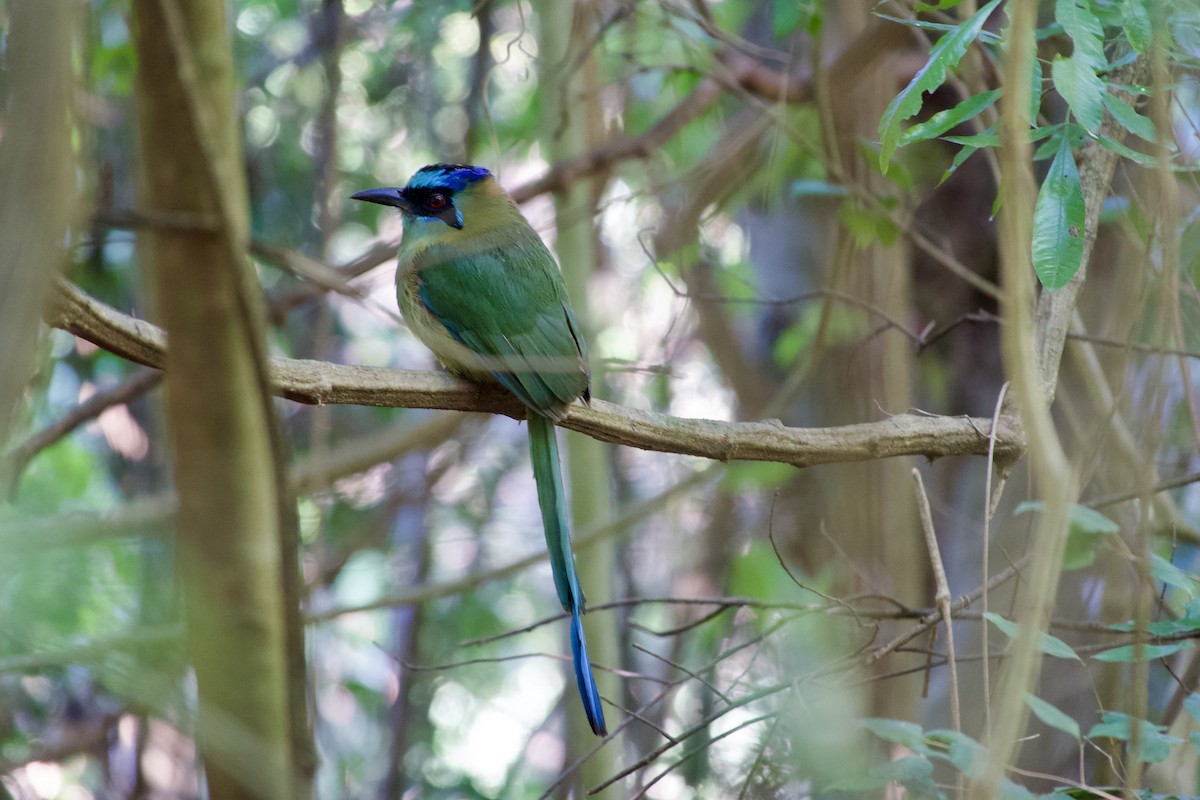 Amazonasmotmot - ML591011441