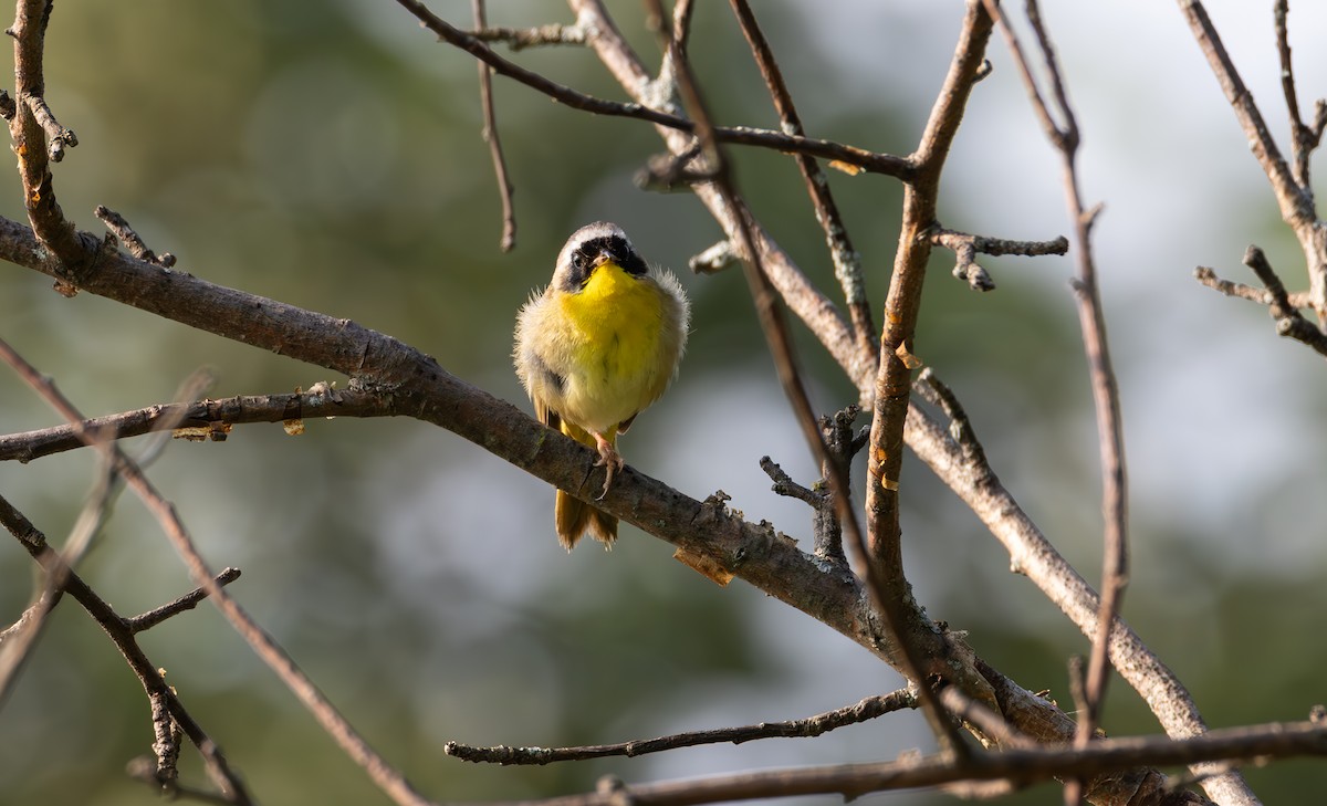 Common Yellowthroat - ML591011531