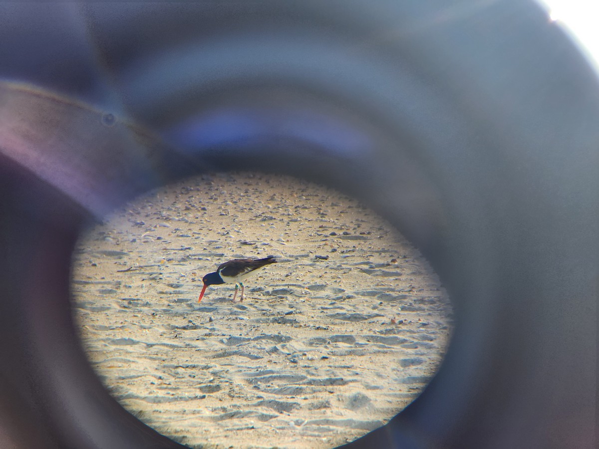 American Oystercatcher - ML591011641