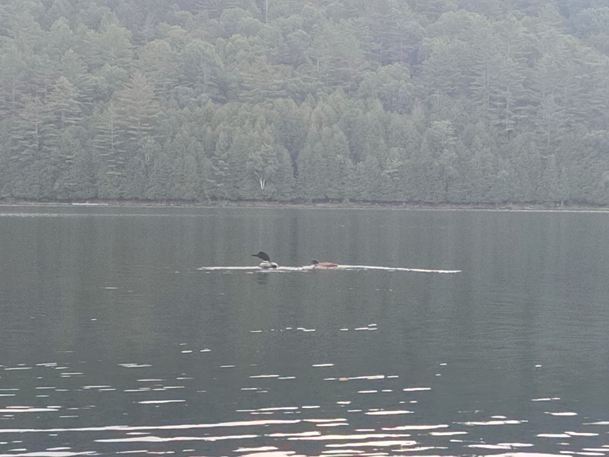 Common Loon - ML591013641