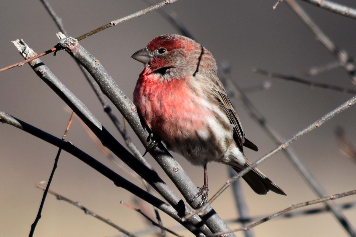 House Finch - ML591013681