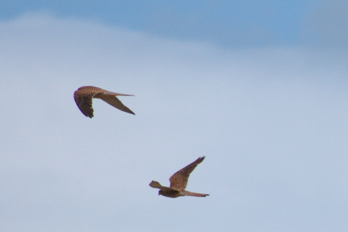 Eurasian Kestrel - ML591014091