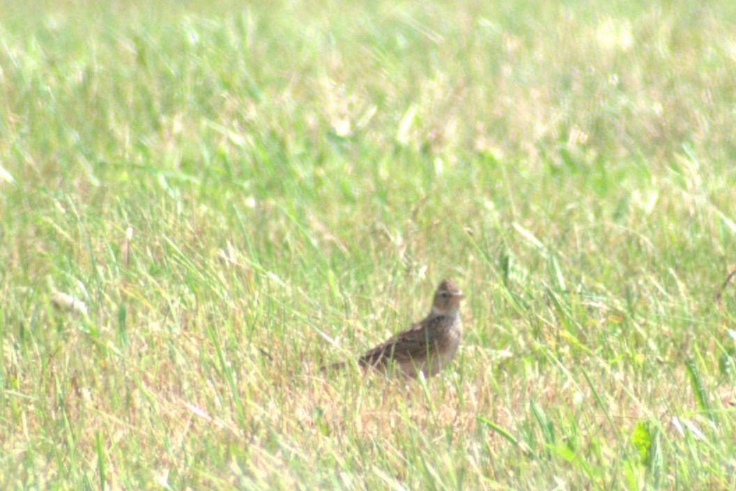 Eurasian Skylark - Lee Toomey