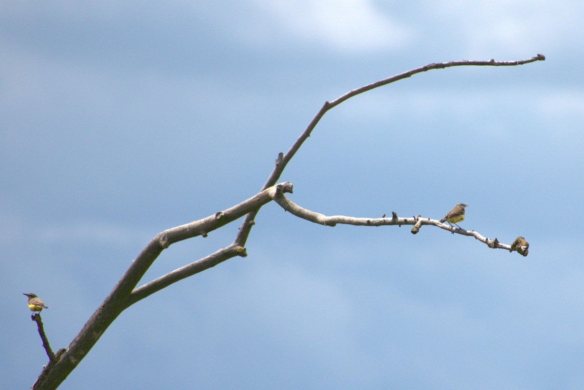 Western Yellow Wagtail - Lee Toomey