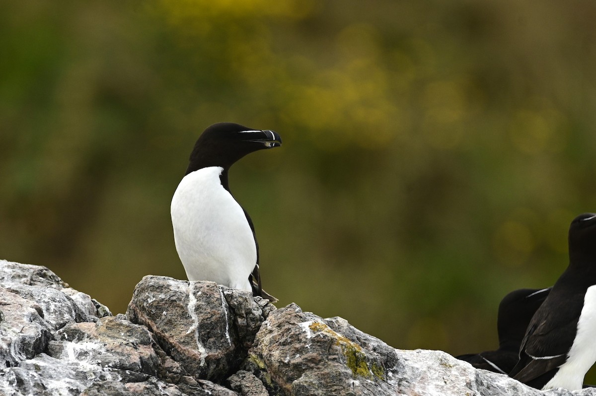 Razorbill - ML591015821