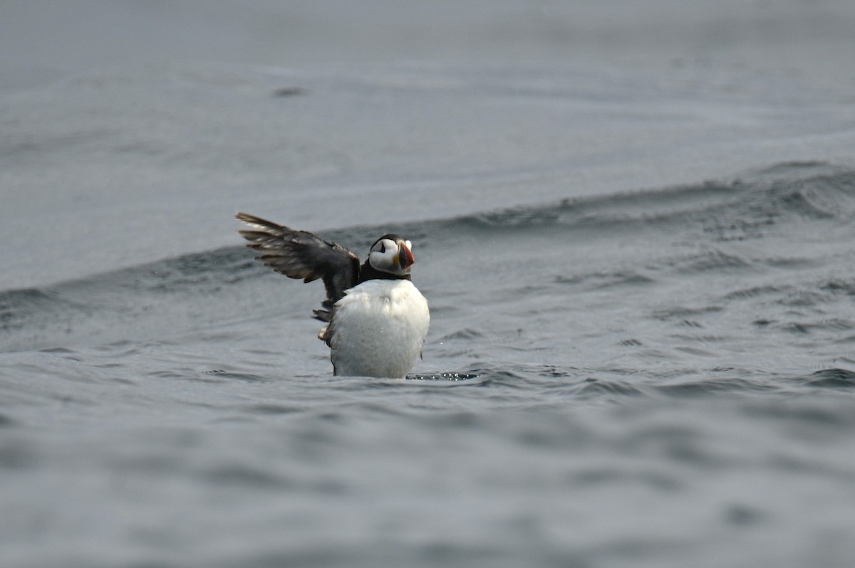 Atlantic Puffin - ML591016061