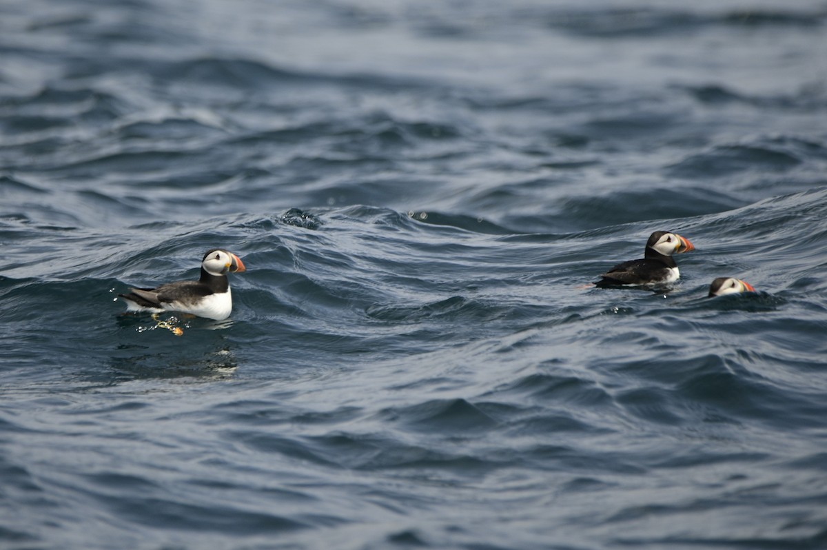 Atlantic Puffin - ML591016071
