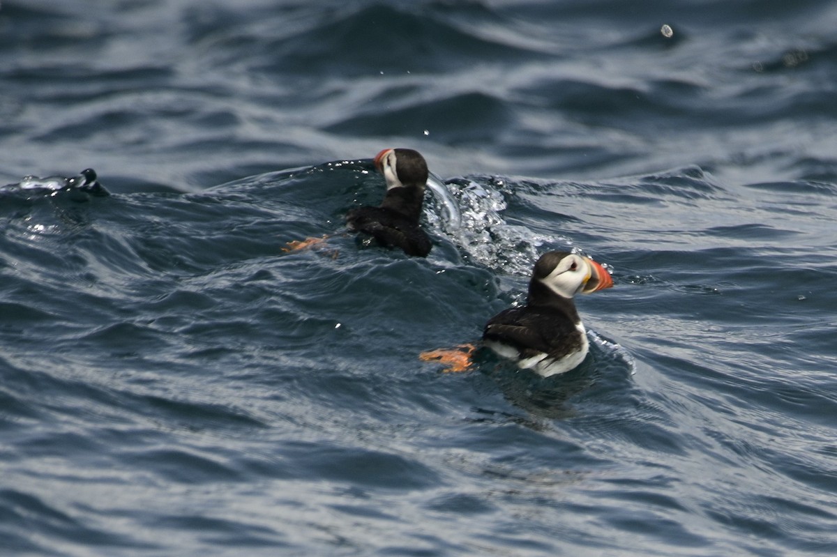 Atlantic Puffin - ML591016081