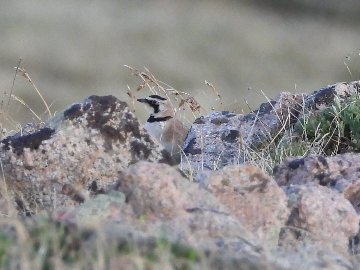 Horned Lark - ML591016091