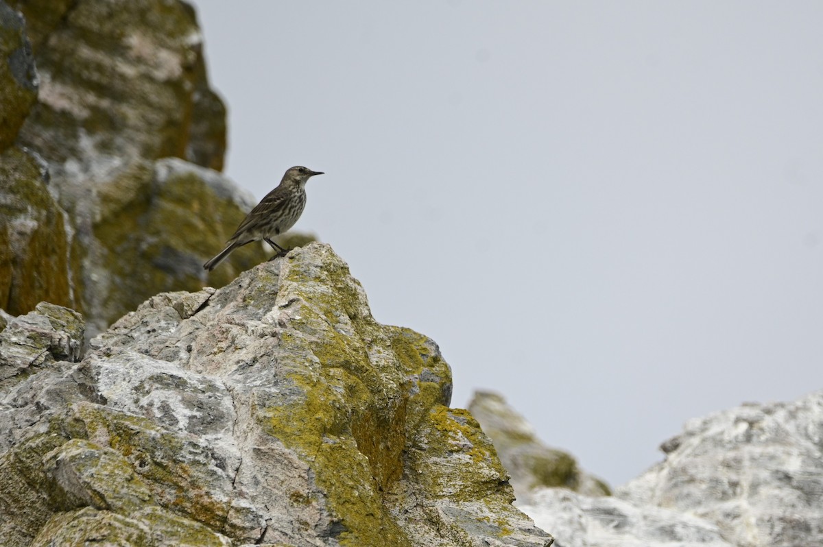 Rock Pipit - ML591016151