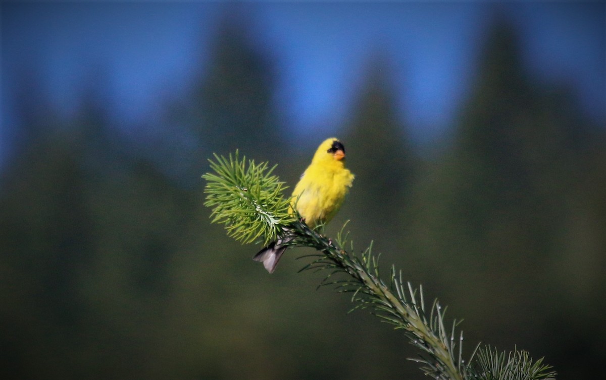 American Goldfinch - Nels Nelson