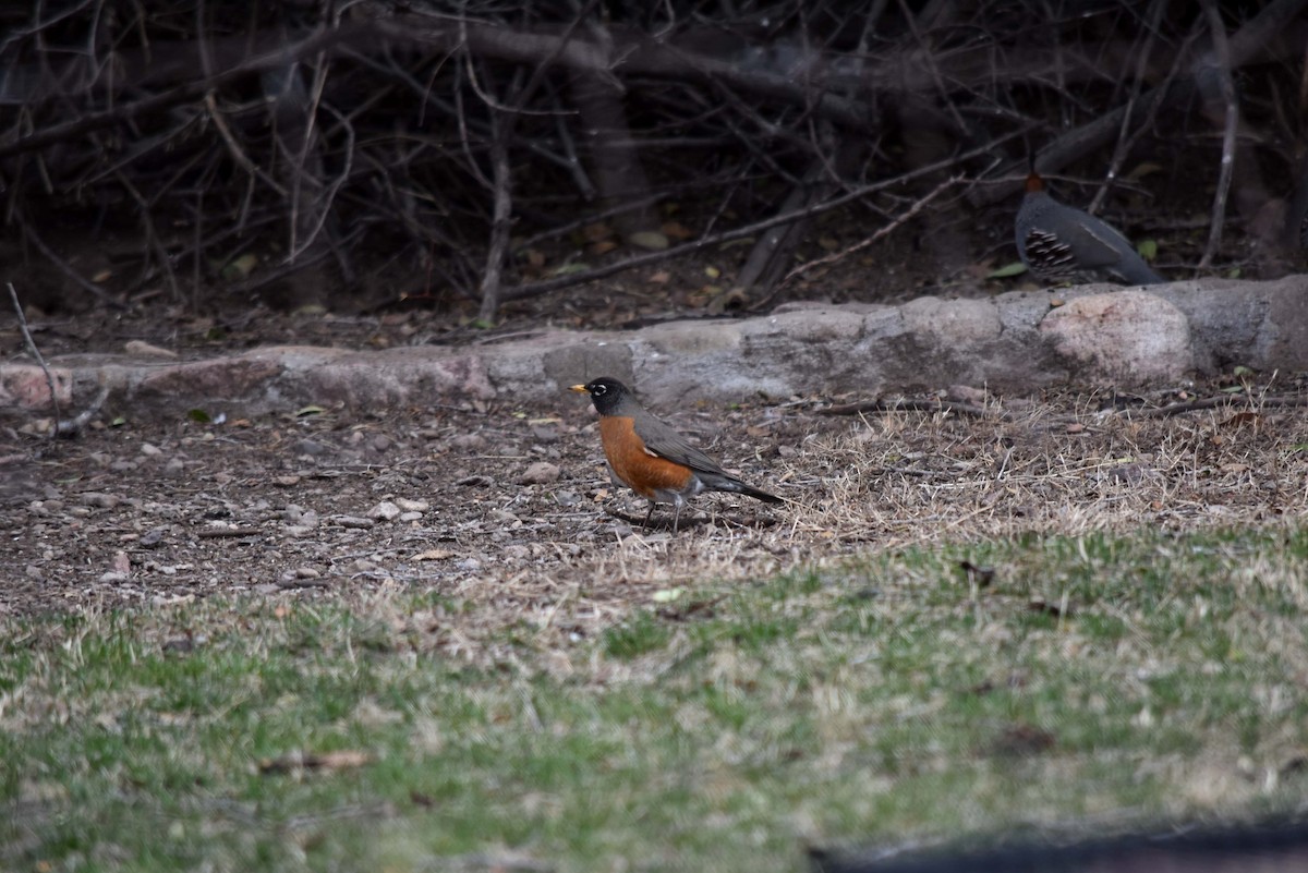 American Robin - ML591016831
