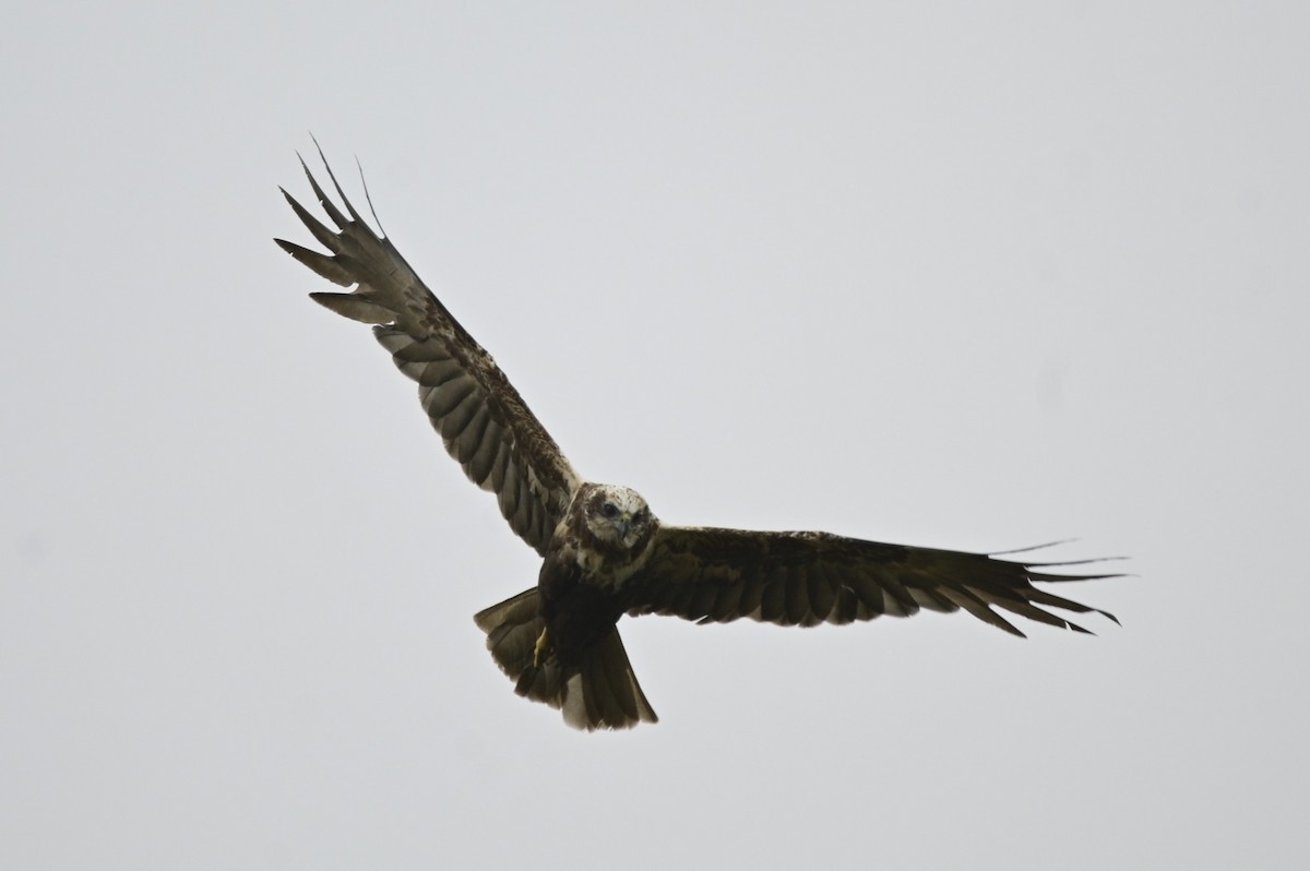 Намгийн хулд - ML591017841