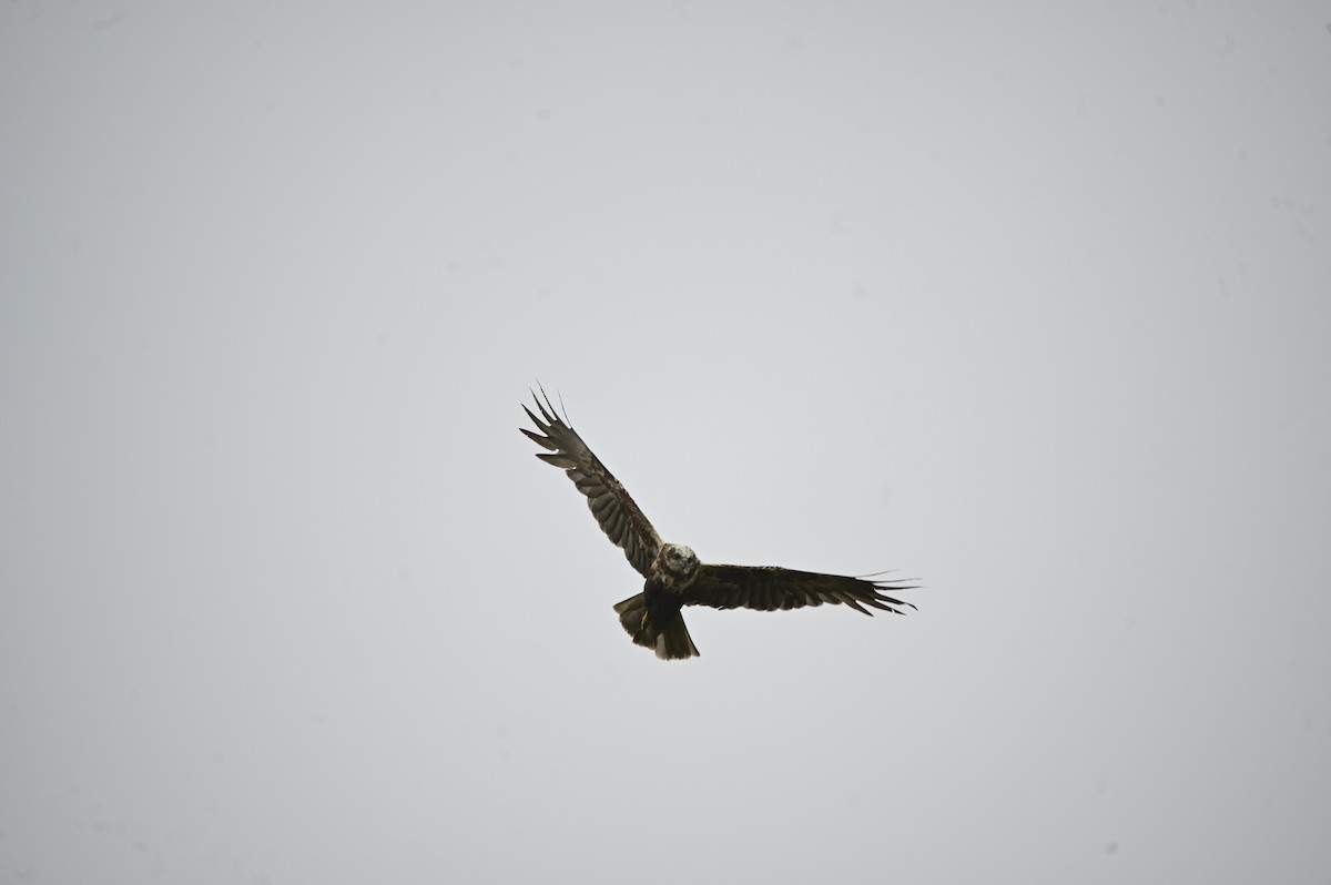 Намгийн хулд - ML591017861