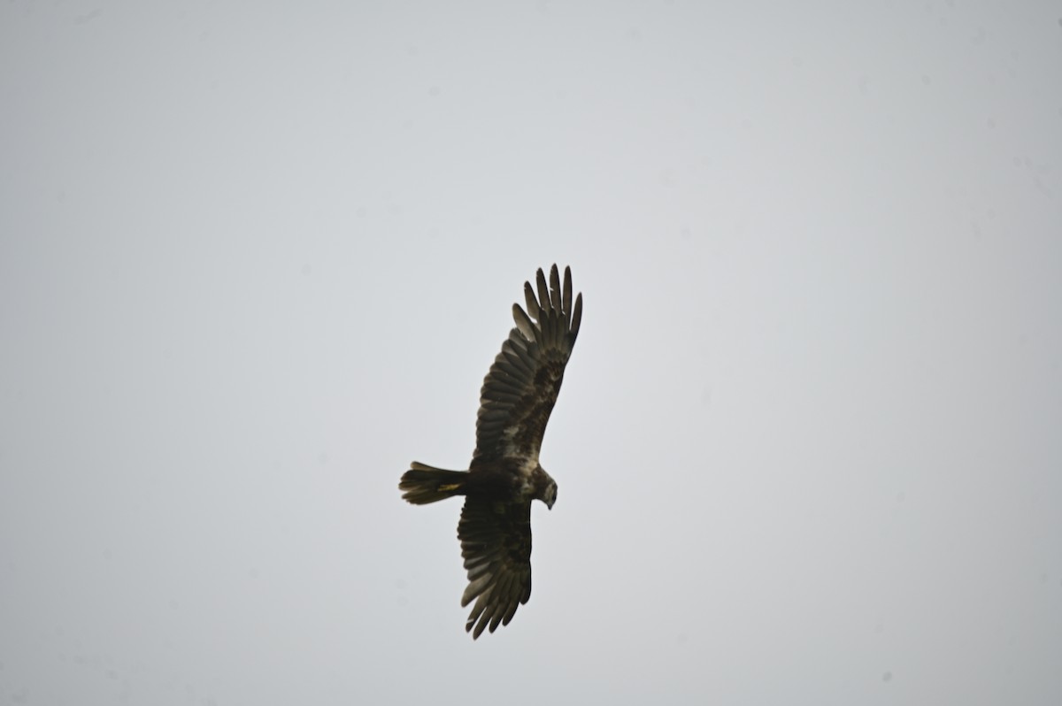 Намгийн хулд - ML591017871