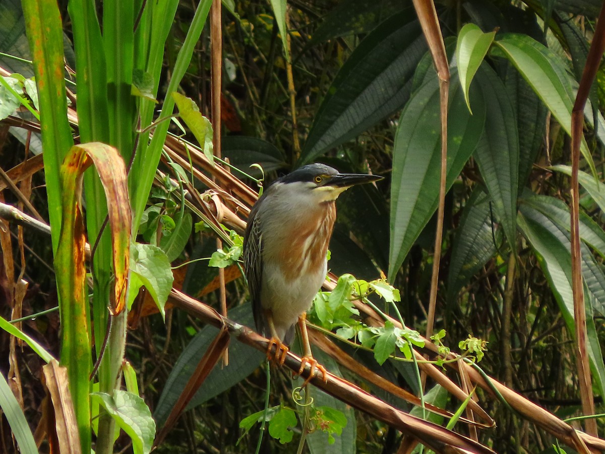 Striated Heron - ML591020401