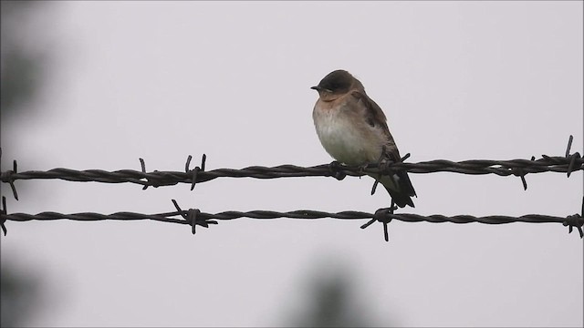 Hirondelle à ailes hérissées - ML591020441