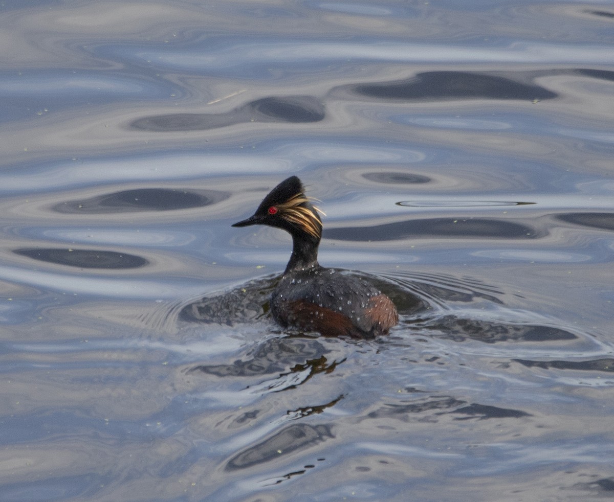 Eared Grebe - ML591020501