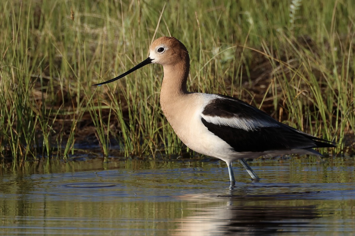 Avoceta Americana - ML591020631