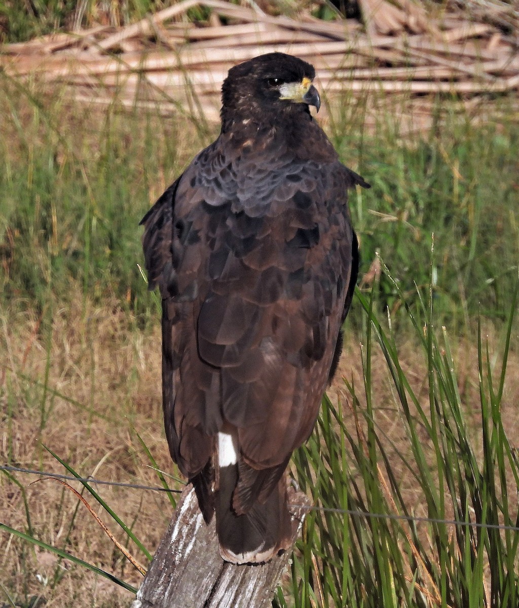 Great Black Hawk - ML591020691